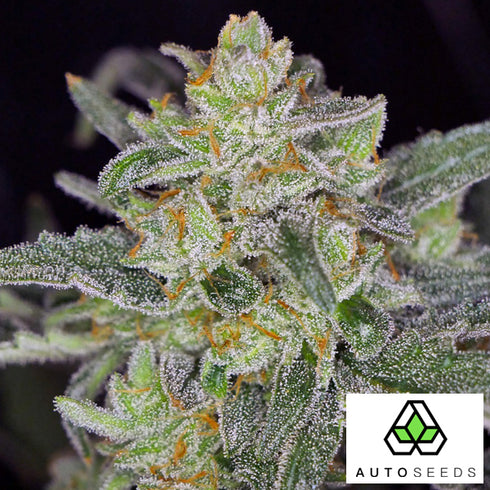 Auto Seeds - Ultra Lemon Haze